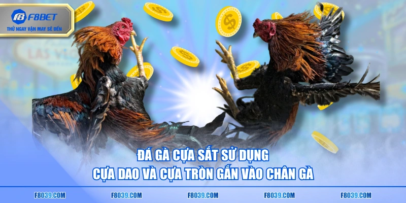 Đá gà cựa sắt sử dụng cựa dao và cựa tròn gắn vào chân gà