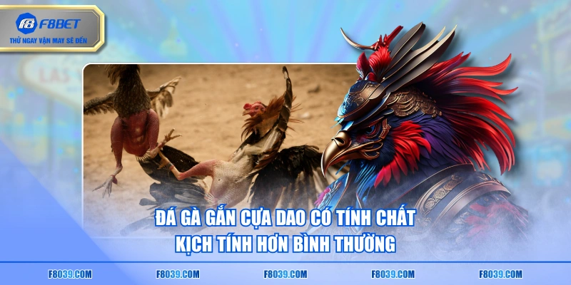 Đá gà gắn cựa dao có tính chất kịch tính hơn bình thường
