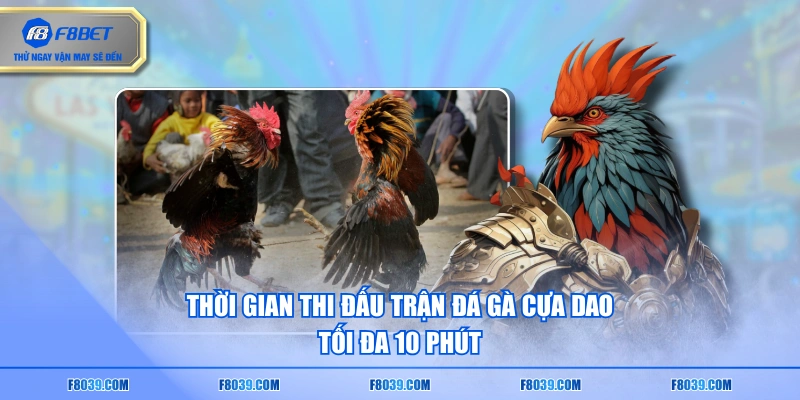 Thời gian thi đấu trận đá gà cựa dao tối đa 10 phút