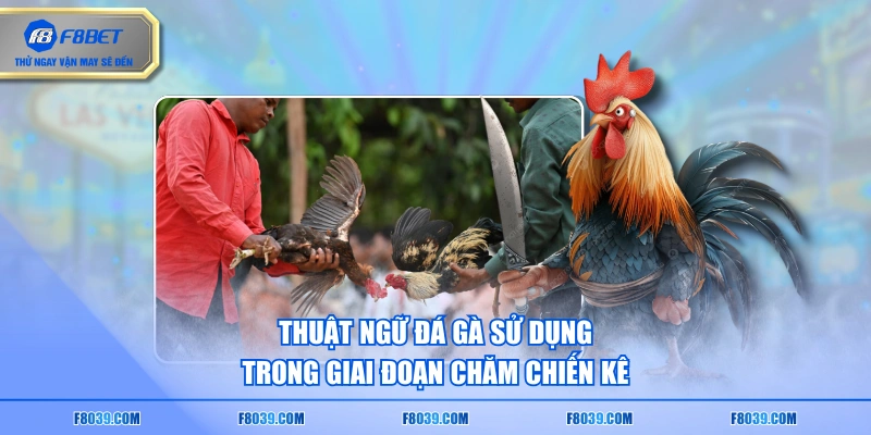 Thuật ngữ đá gà sử dụng trong giai đoạn chăm chiến kê