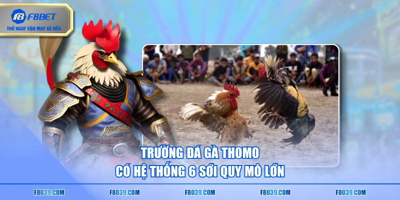 Trường đá gà Thomo có hệ thống 6 sới quy mô lớn